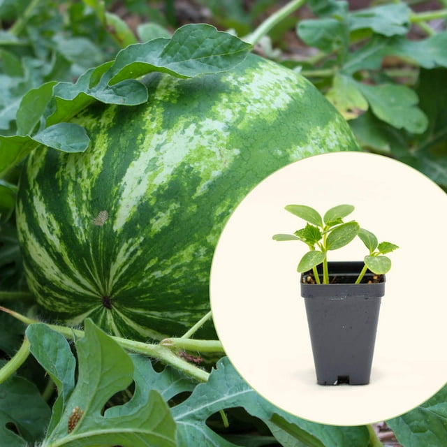 Vego Garden Live Plants Crimson Sweet Watermelon Seedling