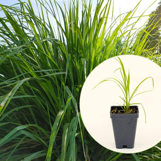 Vego Garden Live Plants East Indian Lemongrass Seedling