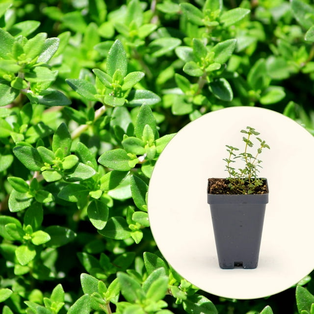 Vego Garden Live Plants French Thyme Seedling