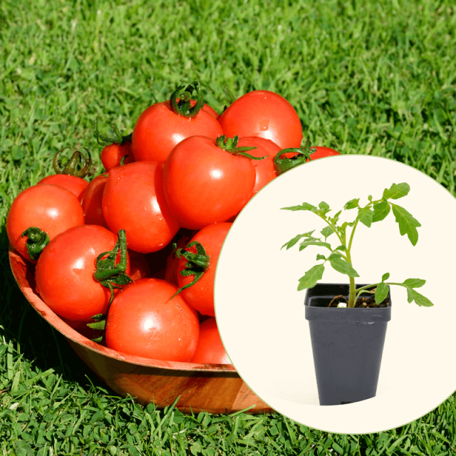 Vego Garden Live Plants Mountain Magic Tomato Seedling