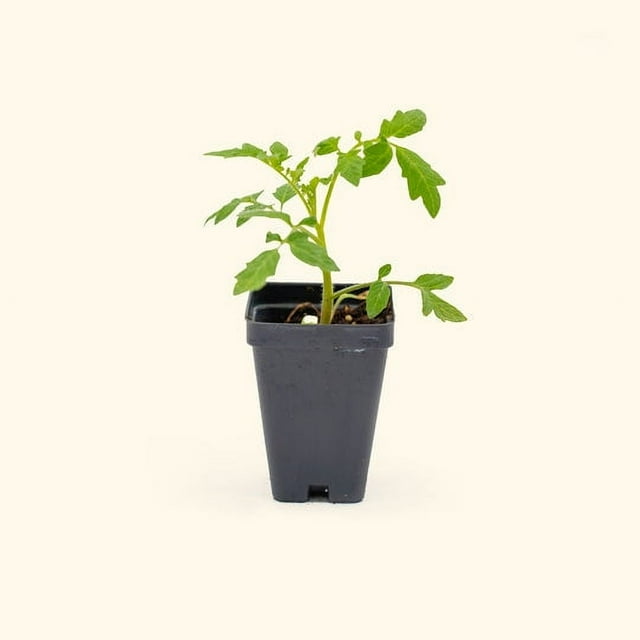 Vego Garden Live Plants Sweet 100 Tomato Seedling