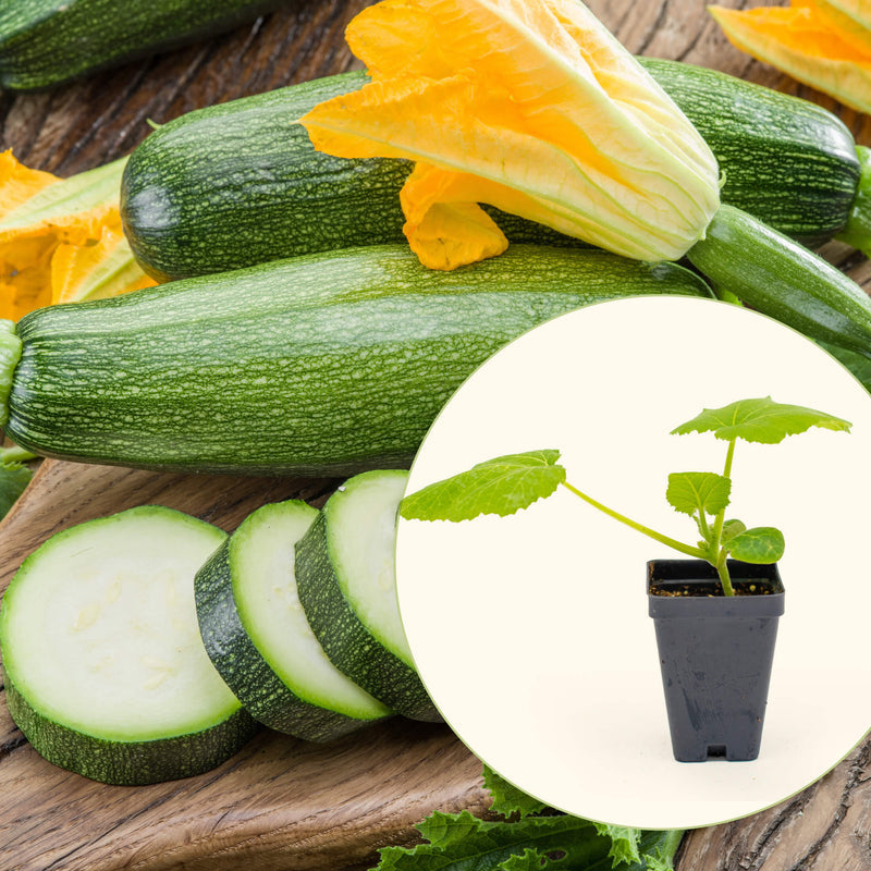 Vego Garden Live Plants Endurance Zucchini Squash Seedling